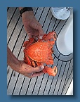 126 Spanner Crab